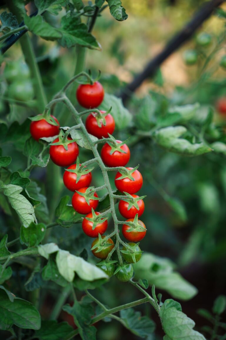 Vegetable Garden at Villa Piedra