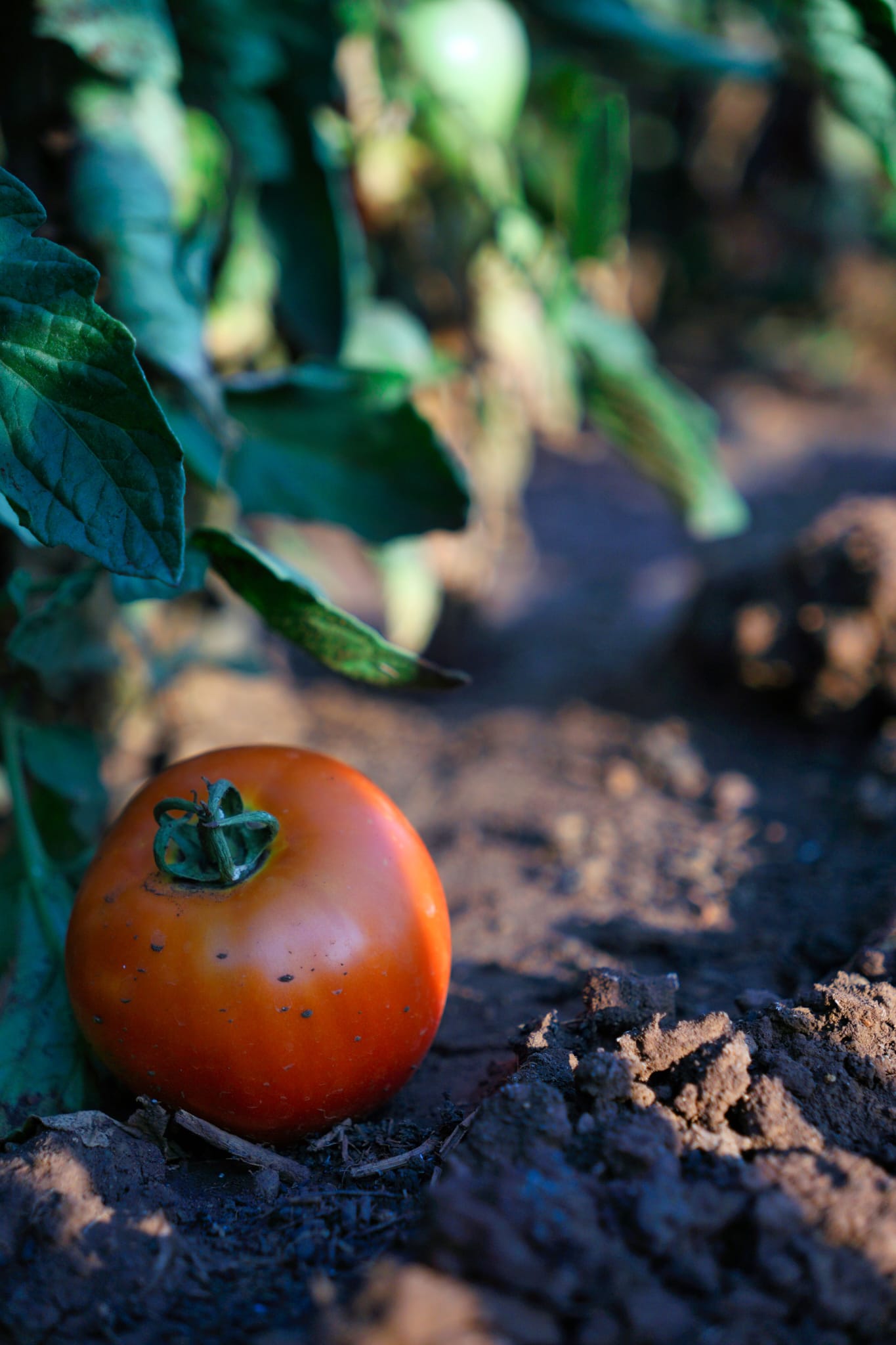 Tomatoe In Villa Garden
