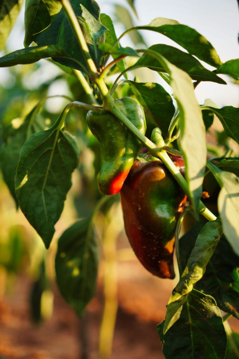 Vegetable/Fruit Garden Villa Piedra