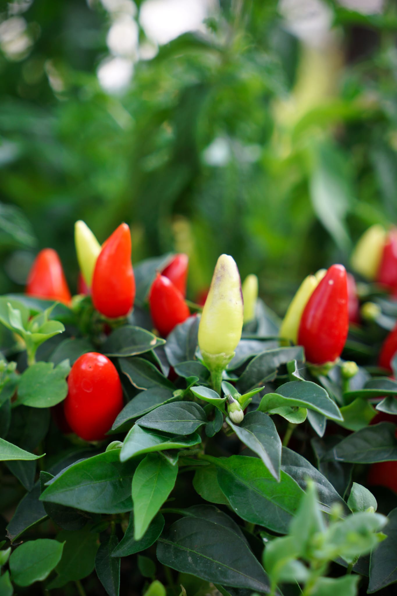 Beautiful peper plant at Villa