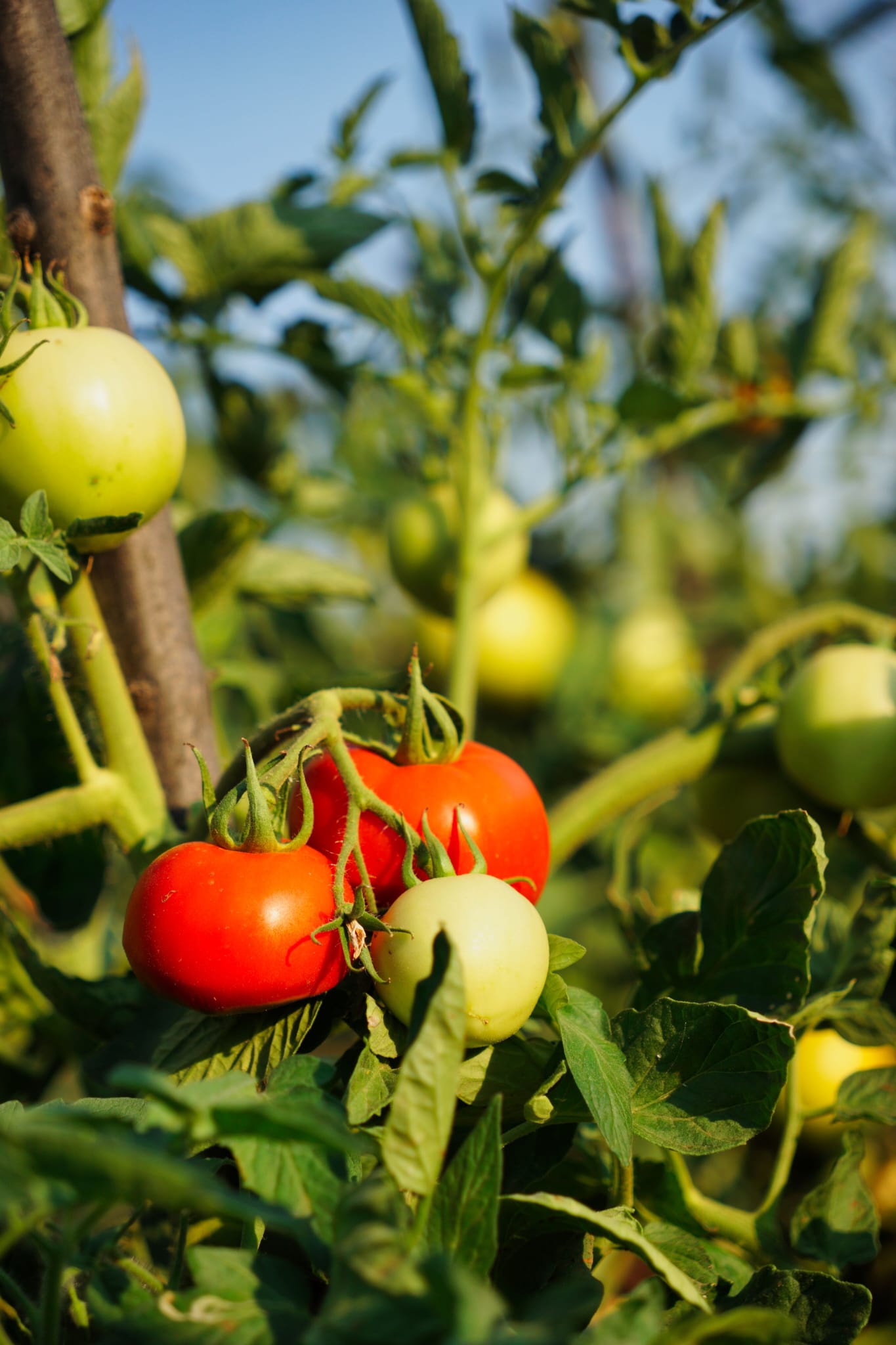 Growing Tomatoes Villa